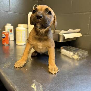 Labrador Retriever and Mixed Breed Dogs Available for Adoption in Tuscaloosa, Alabama - Deedee | PetCurious