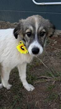 26-601 Raven -  Great Pyrenees and Mixed Breed Dog for Adoption in Barnesville, Georgia - 26-601 Raven | PetCurious