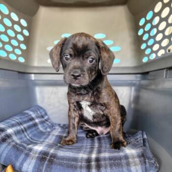 Squeaks -  Mixed Breed Dog for Adoption in Montgomery, Alabama - Squeaks | PetCurious