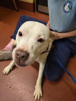 Rescue Pit Bull Terrier Dogs for Adoption in Douglasville, Georgia - Sausage | PetCurious