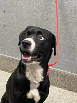 VEGAS -  Labrador Retriever Dog for Adoption in Las Vegas, Nevada - VEGAS | PetCurious