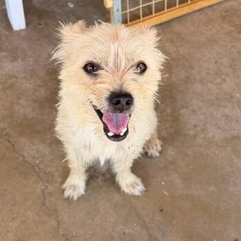 Winston SSP -  Wirehaired Terrier Dog for Adoption in Austin, Texas - Winston SSP | PetCurious