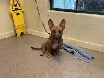 Rescue Cardigan Welsh Corgi and Mixed Breed Dogs for Adoption in Pasadena, California - A525211 | PetCurious