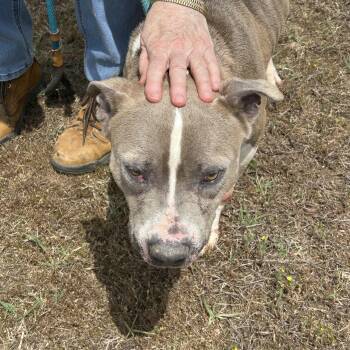 Terrier and Shepherd Dogs Available for Adoption in Charles City, Virginia - Blackie | PetCurious