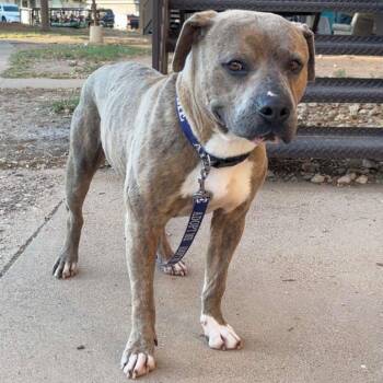 FWT Billie (Rocky) -  Pit Bull Terrier Dog for Adoption in Midland, Texas - FWT Billie (Rocky) | PetCurious