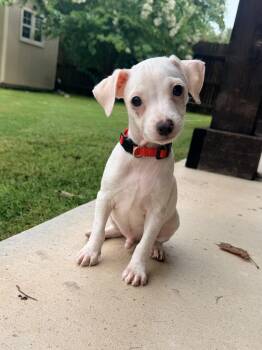 Teddy -  Chihuahua Dog for Adoption in San Antonio, Texas - Teddy | PetCurious