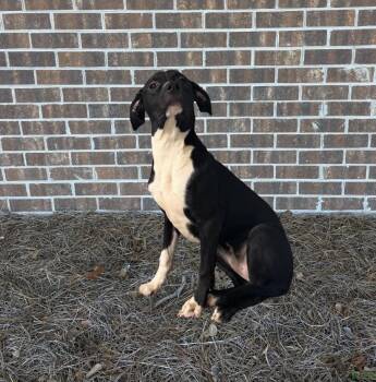Fawks -  Mixed Breed Dog for Adoption in Elizabethtown, North Carolina - Fawks | PetCurious