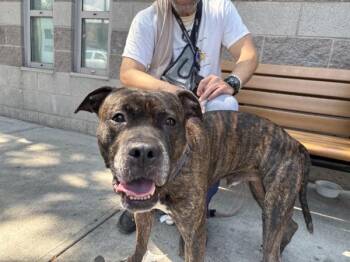 Hammathon -  Mixed Breed Dog for Adoption in New York, New York - Hammathon | PetCurious