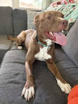 Baby Girl -  Mixed Breed Dog for Adoption in Wyoming, Michigan - Baby Girl | PetCurious