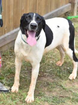 Rescue Pointer Dogs for Adoption in Longview, Texas - Penny | PetCurious
