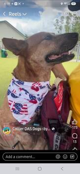 Autumn -  Australian Cattle Dog Blue Heeler Dog for Adoption in Lakewood Ranch, Florida - Autumn | PetCurious
