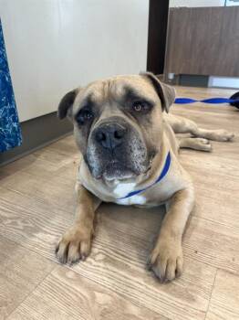 American Bulldog and Mixed Breed Dogs Available for Adoption in Pearland, Texas - DRACO | PetCurious