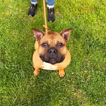 Mixed Breed Dogs Available for Adoption in Brookhaven, New York - Chip | PetCurious