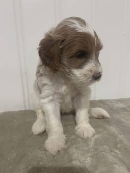 Savannah  -  Labradoodle Dog for Sale in Baldwin, New York - Savannah  | PetCurious
