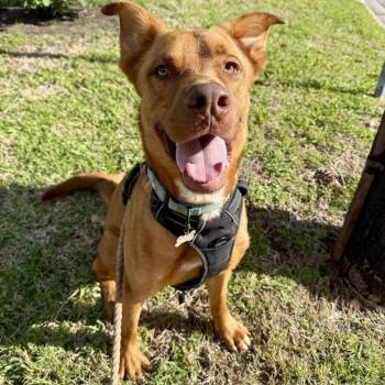 Redding -  American Staffordshire Terrier and Mixed Breed Dog for Adoption in Houston, Texas - Redding | PetCurious