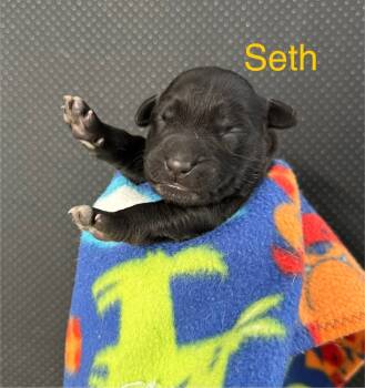 Rescue Catahoula Leopard Dog Dogs for Adoption in Silsbee, Texas - Seth | PetCurious