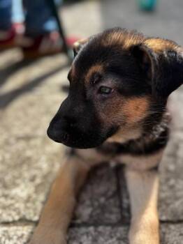German Shepherd Dog Dogs Available for Adoption in Vancouver, Washington - Bee Litter: Bumble | PetCurious
