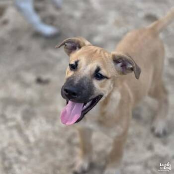 Lucy Drew -  Shepherd and Retriever Dog for Adoption in Washington, District Of Columbia - Lucy Drew | PetCurious