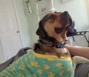 Parker -  Mixed Breed and English Staffordshire Bull Terrier Dog for Adoption in Austin, Texas - Parker | PetCurious