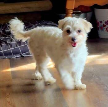 Maltese Dogs Available for Adoption in Union Grove, Wisconsin - Amber | PetCurious