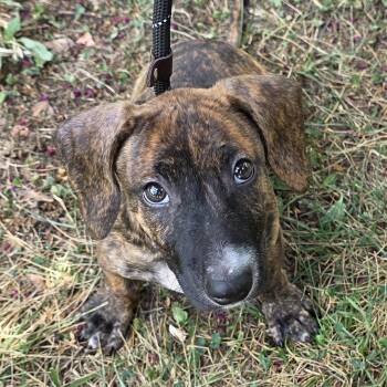 Chip -  Dachshund and Mixed Breed Dog for Adoption in Greensboro, North Carolina - Chip | PetCurious