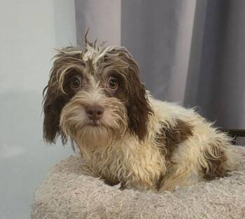 Moon -  Shih Tzu and Miniature Poodle Dog for Adoption in Manvel, Texas - Moon | PetCurious