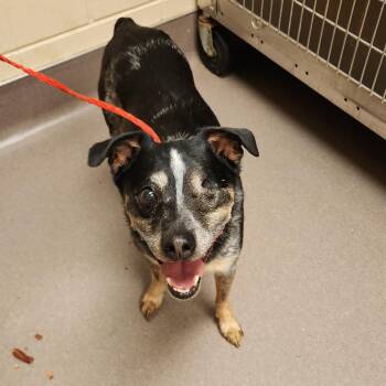 Brent -  Australian Cattle Dog Blue Heeler Dog for Adoption in Bend, Oregon - Brent | PetCurious