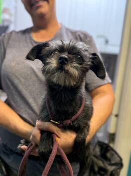 Lola -  Chihuahua Dog for Adoption in Sebastian, Florida - Lola | PetCurious