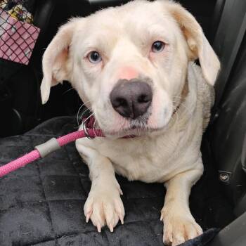 Mixed Breed Dogs Available for Adoption - Mother Goose Stray Hold 3/21 | PetCurious