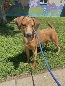 Catahoula Leopard Dog and Mixed Breed Dogs Available for Adoption in Columbus, Indiana - Bucky | PetCurious
