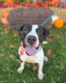 Rescue Mixed Breed Dogs for Adoption in Cincinnati, Ohio - Sifi | PetCurious