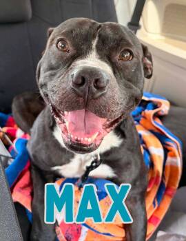 Max -  Pit Bull Terrier Dog for Adoption in Shalimar, Florida - Max | PetCurious