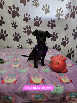 Sesame Ginger -  Chihuahua and Dachshund Dog for Adoption in Metairie, Louisiana - Sesame Ginger | PetCurious