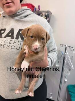 Mixed Breed Dogs Available for Adoption - Honey Nut Cheerios | PetCurious