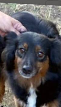 Joy -  Australian Shepherd Dog for Adoption in Boulder, Colorado - Joy | PetCurious