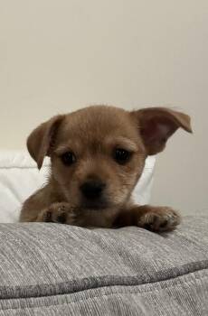 Chihuahua and Miniature Pinscher Dogs Available for Adoption - O’shea | PetCurious