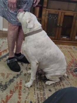 Boxer Dogs Available for Adoption in Hewitt, Texas - Rosie VI | PetCurious