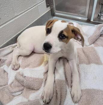 Labrador Retriever Dogs Available for Adoption in Chattanooga, Tennessee - Patsy “Pawline Cline” Furrow | PetCurious