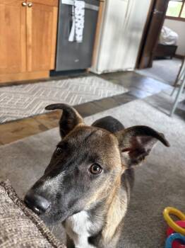 Pound Cake -  Labrador Retriever and Husky Dog for Adoption in Denver, Colorado - Pound Cake | PetCurious