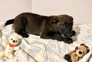 Chocolate Labrador Retriever Dogs Available for Adoption - Bubba  | PetCurious