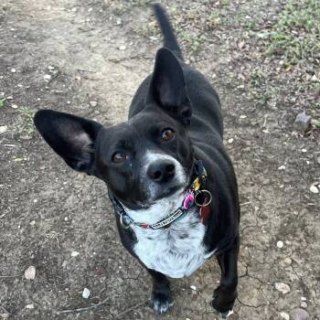 Rescue Chihuahua and Terrier Dogs for Adoption in Austin, Texas - B00 | PetCurious