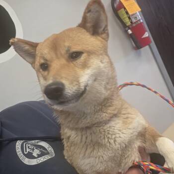 Shiba Inu Dogs Available for Adoption in Watertown, New York - Josie | PetCurious