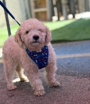 Hendrix -  Miniature Poodle Dog for Adoption in Longmont, Colorado - Hendrix | PetCurious