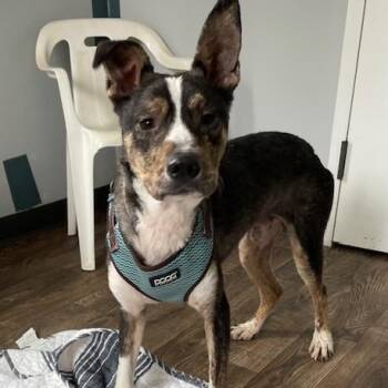 Border Collie and Australian Shepherd Dogs Available for Adoption - Ziggi | PetCurious