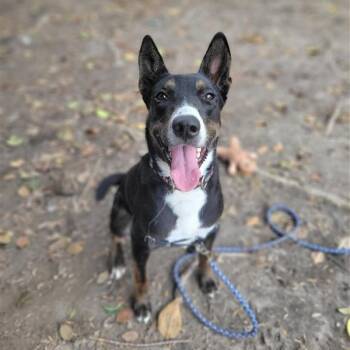 Rescue Mixed Breed Dogs for Adoption in Hawthorne, California - Dot | PetCurious