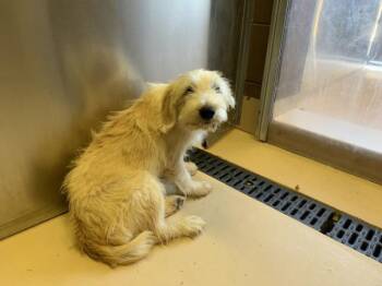 MONTY -  Terrier and Mixed Breed Dog for Adoption in Thousand Palms, California - MONTY | PetCurious