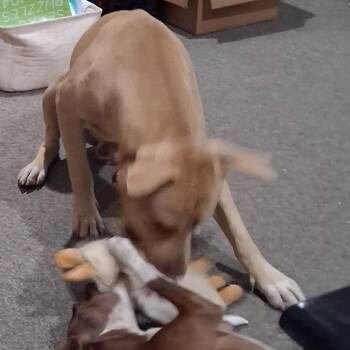 BooBoo -  Labrador Retriever and Mixed Breed Dog for Adoption in Beaumont, Texas - BooBoo | PetCurious