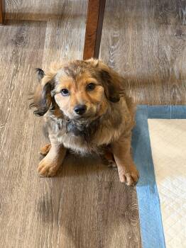 Dachshund and Poodle Dogs Available for Adoption in Springville, New York - Mary | PetCurious