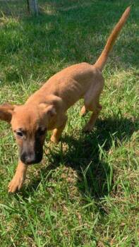 Kyle -  Hound Dog for Adoption in Medfield, Massachusetts - Kyle | PetCurious