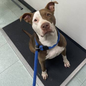 Rescue Mixed Breed Dogs for Adoption in Philadelphia, Pennsylvania - Wilma | PetCurious